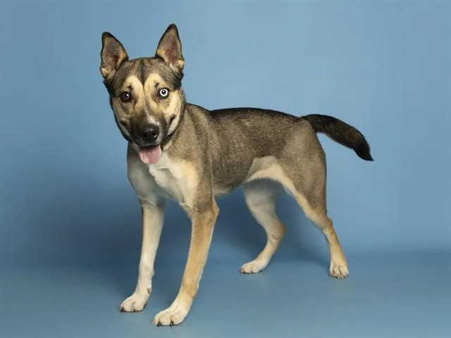 An adult large-sized female German Shepherd Dog dog named Starfire for adoption in Phoenix, AZ