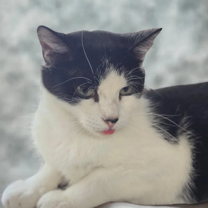 Oreo Sugar thumbnail 2