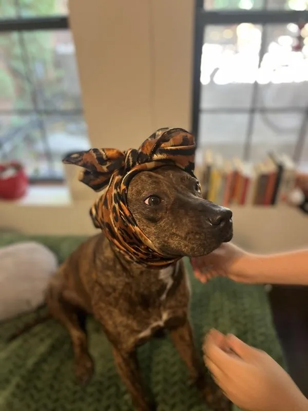 An adult medium-sized female Mixed Breed dog named Lady Bug for adoption in Ridgewood, NY