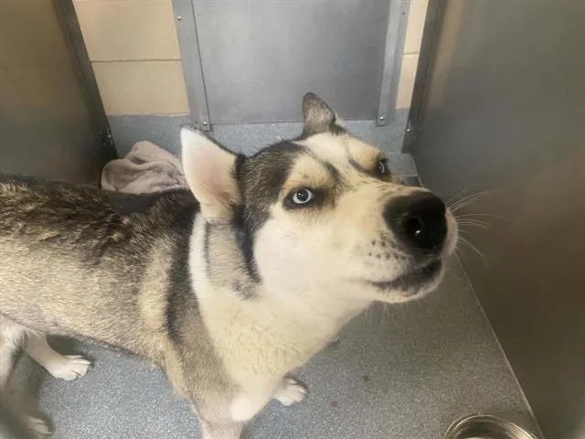 An adult medium-sized female Siberian Husky dog named Holly for adoption in Tustin, CA