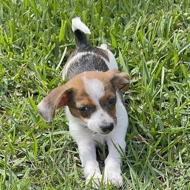 A baby small-sized female Tricolor (Brown, Black, & White) Chihuahua dog named Felicity for adoption in Orlando, FL