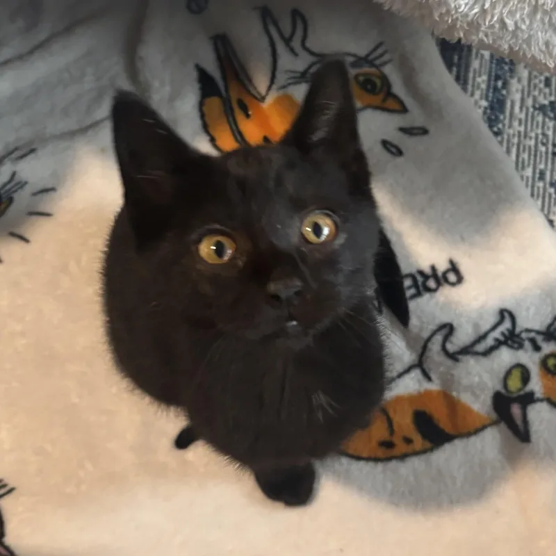 A baby medium-sized male Black Domestic Short Hair cat named Crowbar for adoption in Renton , WA