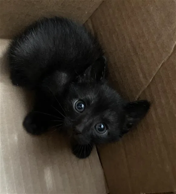 A baby medium-sized male Domestic Short Hair cat named Puck for adoption in Dallas, TX