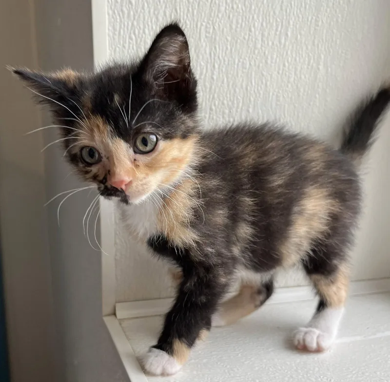 A young medium-sized female Domestic Short Hair cat named Peanut for adoption in Williamsburg, IA