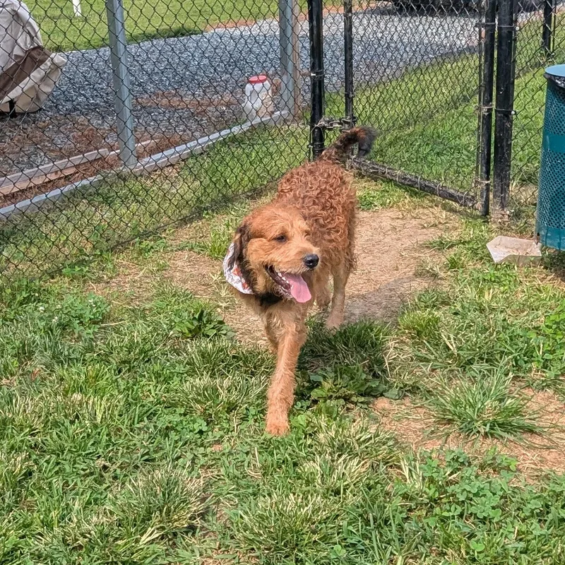 A young medium-sized male Red / Chestnut / Orange Welsh Terrier dog named Toffee for adoption in Stafford, VA
