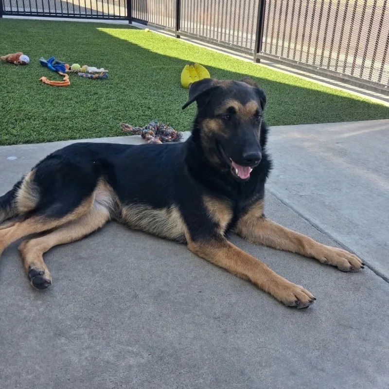 A young small-sized female Black German Shepherd Dog named Juliette for adoption in Castle Pines, CO