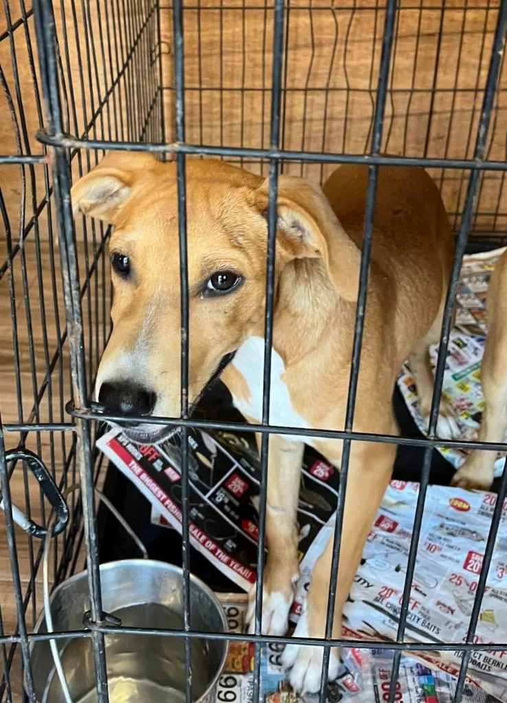 A baby medium-sized female Mixed Breed dog named Phoebe for adoption in Lawrenceburg, TN