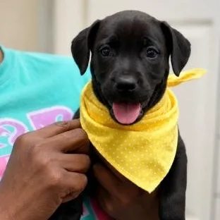 A baby medium-sized female Black Labrador Retriever dog named Tessa for adoption in Tylertown, MS