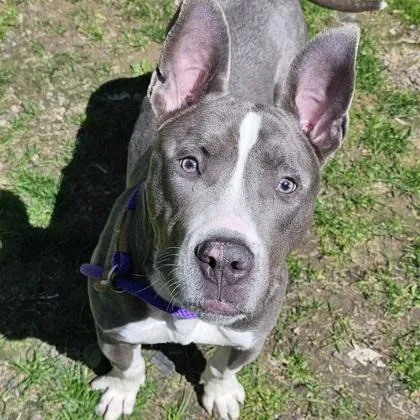An adult small-sized male Mixed Breed dog named Eeyore for adoption in Scotia, NY