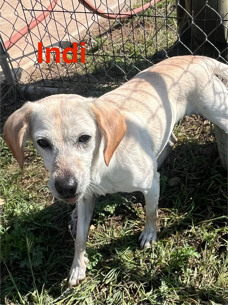 An adult medium-sized female Labrador Retriever dog named Indi for adoption in Pipe Creek, TX