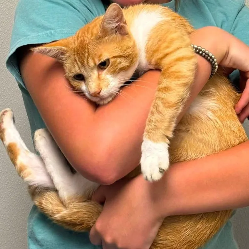 An adult small-sized male Orange / Red Domestic Medium Hair cat named Buster for adoption in Carrollton, OH