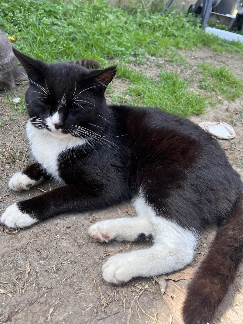 A young large-sized male Domestic Short Hair cat named Jules for adoption in Randolph, AL