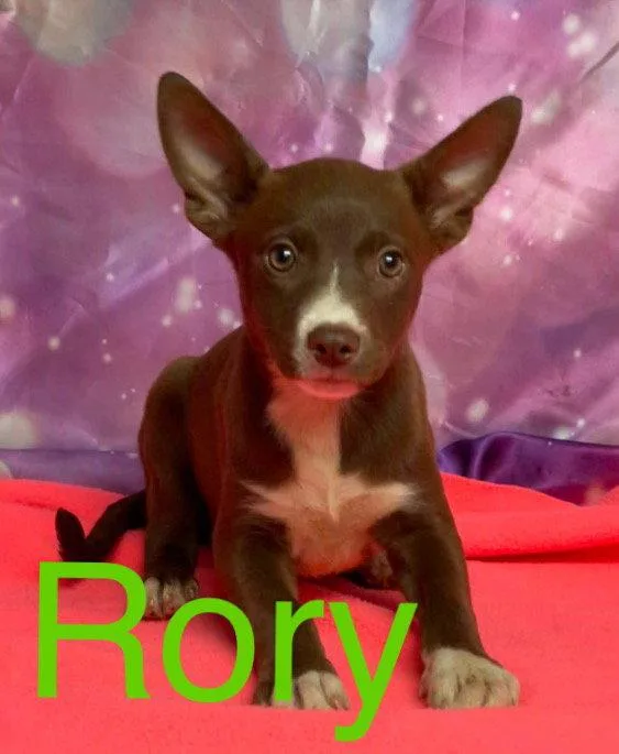 A baby medium-sized female Australian Kelpie dog named Rory for adoption in Evergreen, CO