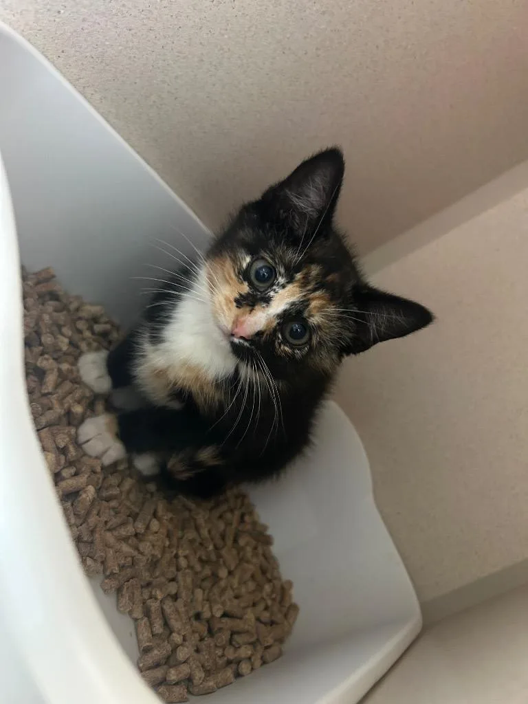 A baby medium-sized female Domestic Short Hair cat named Tai for adoption in Morgantown, KY