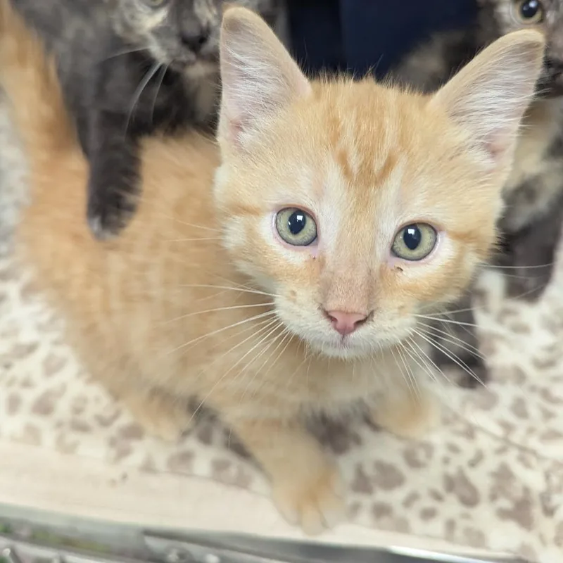 A baby small-sized male Domestic Short Hair cat named Leo for adoption in Evansville, IN