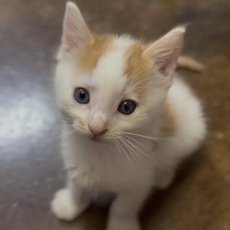 A baby small-sized male Domestic Short Hair cat named Mike Tyson for adoption in Birmingham, AL