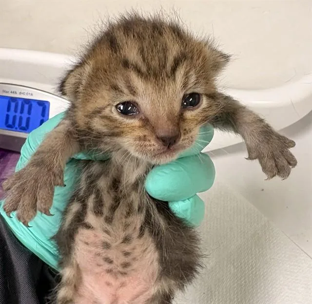 A baby small-sized female Domestic Short Hair cat named Bon Bon for adoption in Riverside, CA