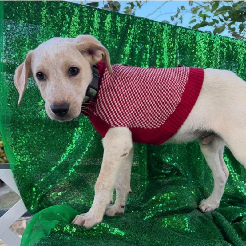 A baby small-sized male Yellow Labrador Retriever dog named Vinny for adoption in Englewood, FL