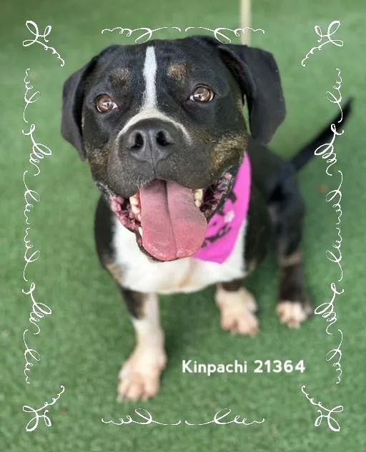 An adult medium-sized male Black Pit Bull Terrier dog named Kinpachi for adoption in Marietta, GA