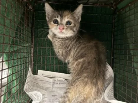 A baby small-sized female Domestic Medium Hair cat named Chalupa for adoption in Van Nuys, CA