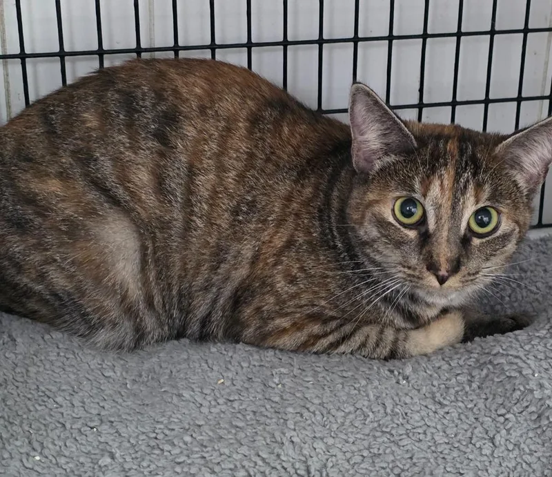 A young medium-sized female Domestic Short Hair cat named Layla for adoption in Ewing, NJ