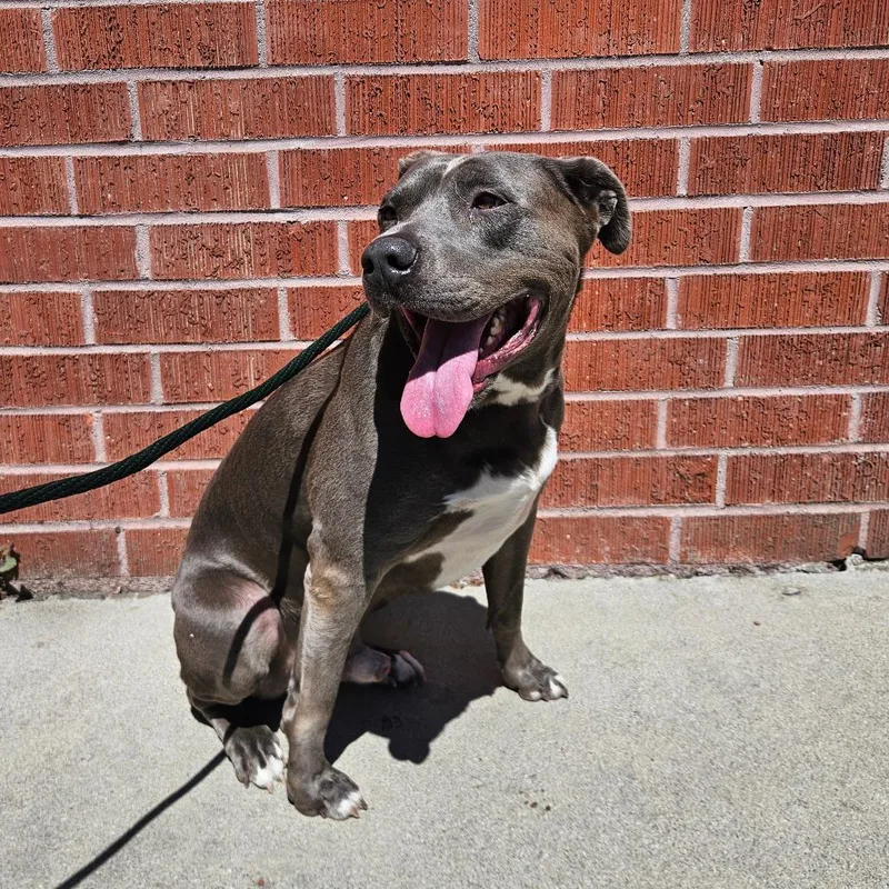 An adult large-sized male American Staffordshire Terrier dog named Spyro for adoption in Los Angeles, CA