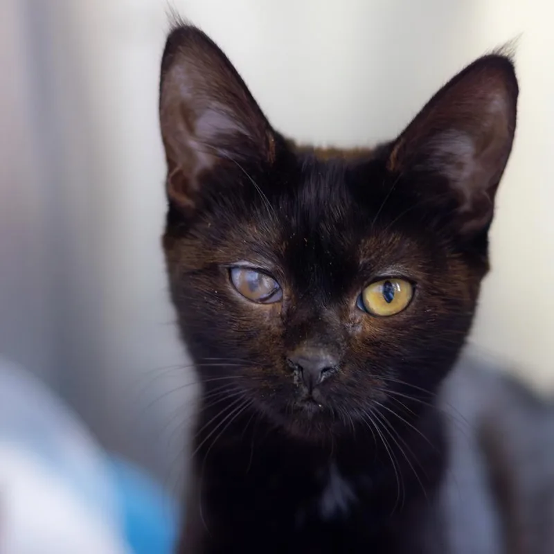 A young small-sized female Black Domestic Short Hair cat named Ebony for adoption in Wilmington, DE