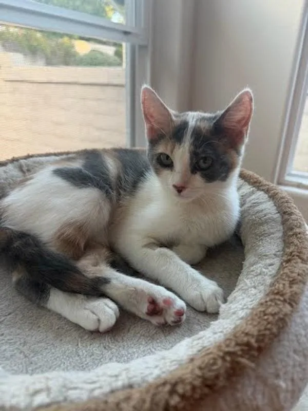 A baby small-sized female Domestic Short Hair cat named Cici for adoption in Bonsall, CA