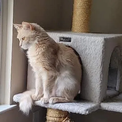 An adult medium-sized female Buff / Tan / Fawn Domestic Medium Hair cat named Lucy for adoption in York, PA