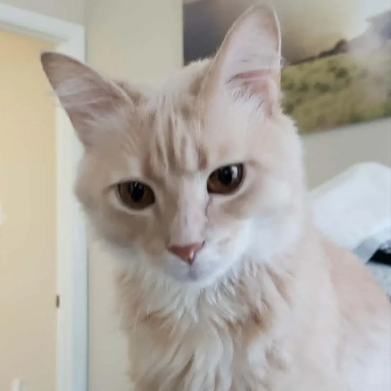 Lucy thumbnail 3