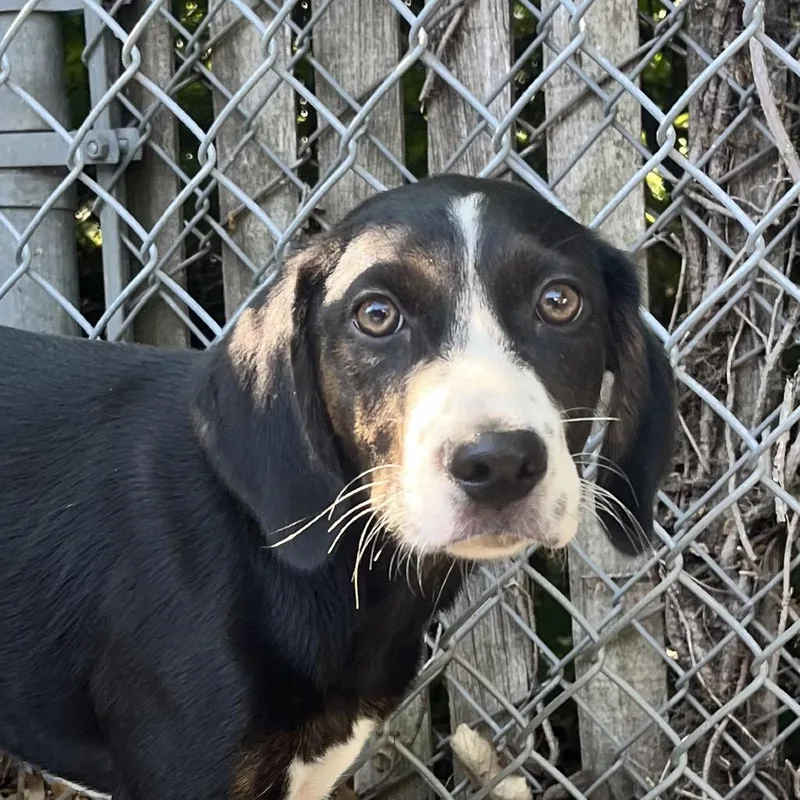 A baby small-sized male Black Mixed Breed dog named Prince Eric for adoption in East Hanover, NJ
