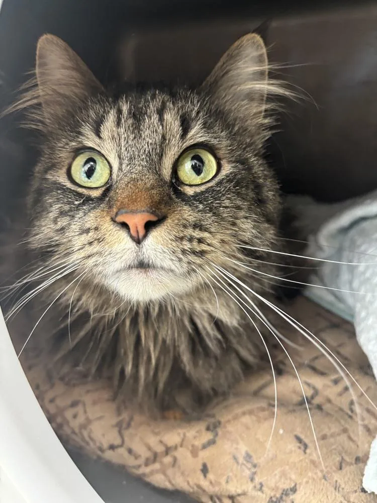 An adult medium-sized female Brown / Chocolate Domestic Short Hair cat named Cane for adoption in Kalamazoo, MI