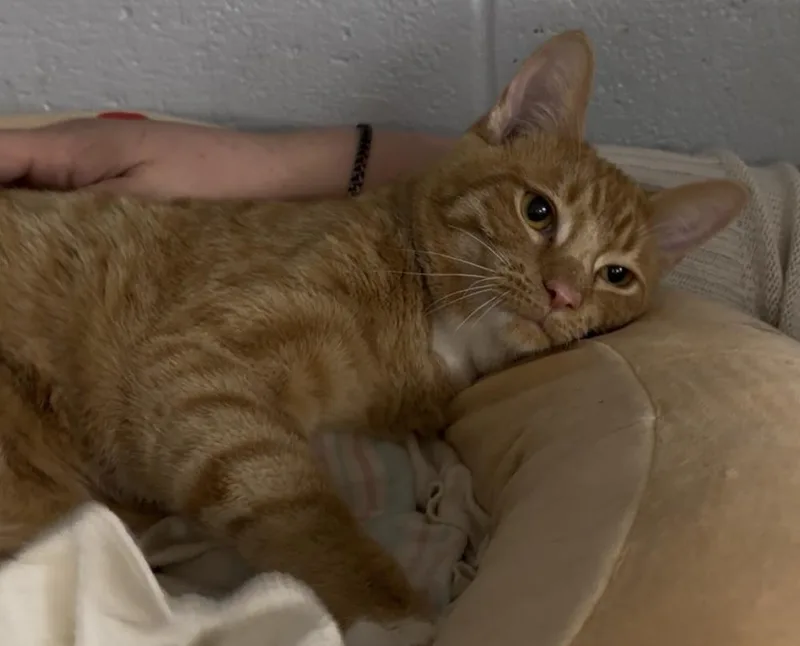 A young medium-sized male Orange / Red Domestic Short Hair cat named Curly for adoption in Richmond, IN