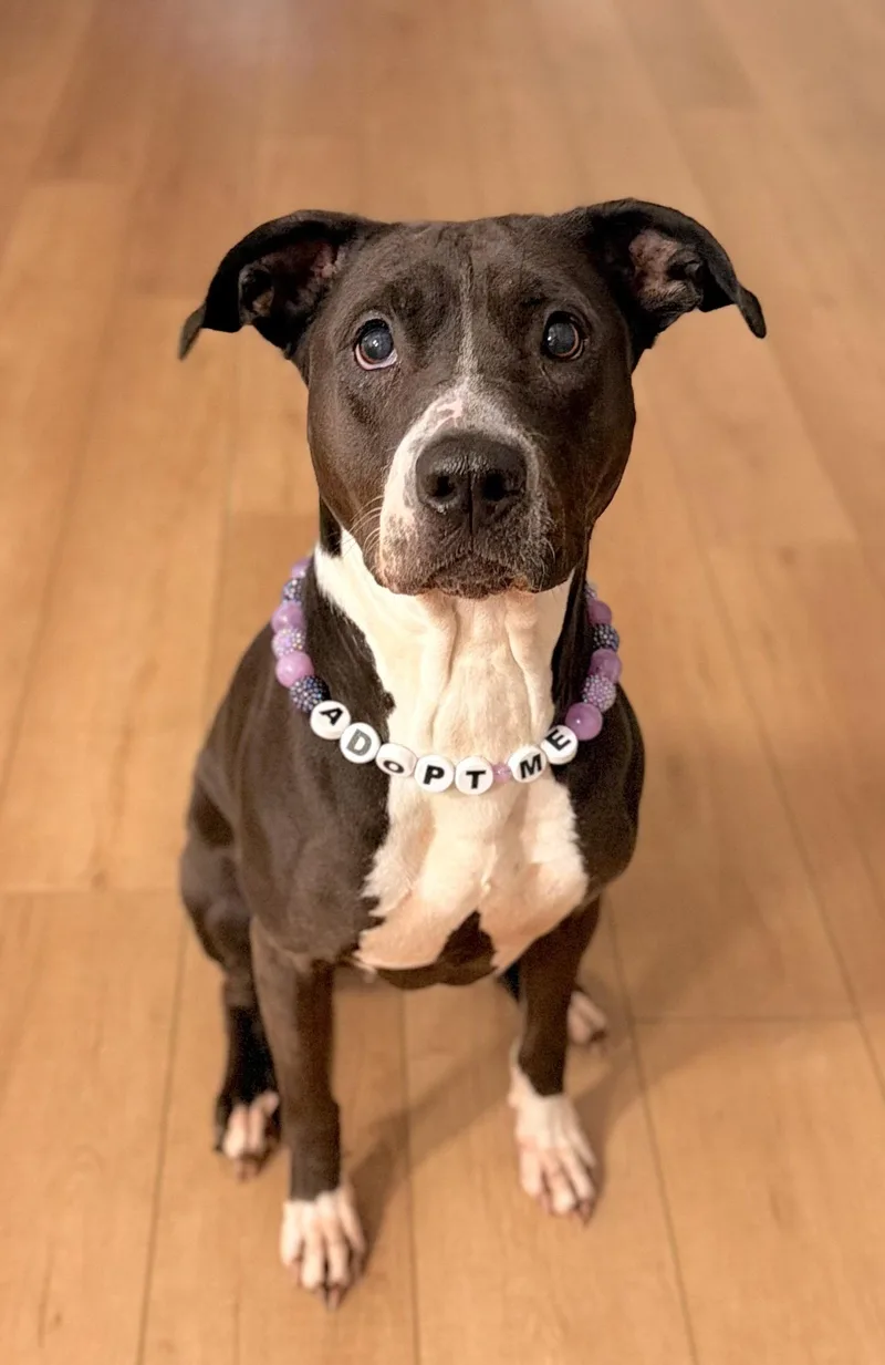 Lunabell thumbnail 2