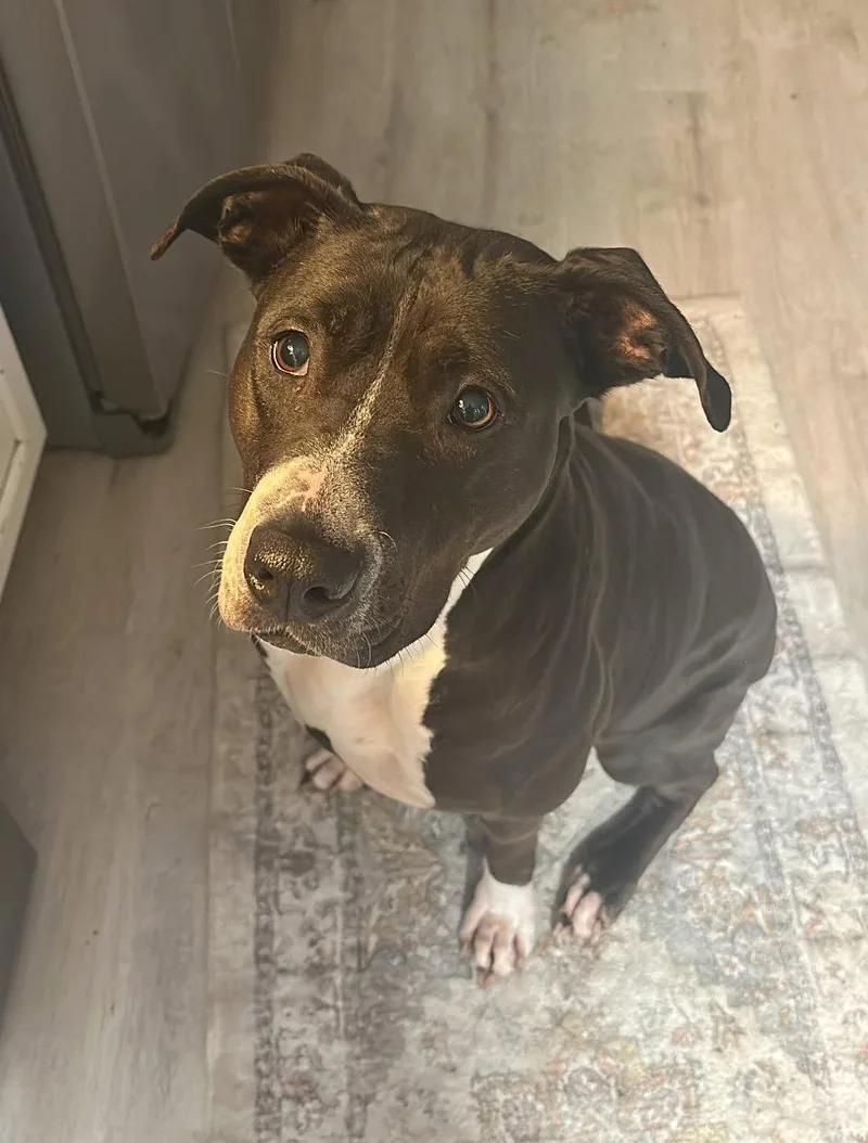 Lunabell thumbnail 3