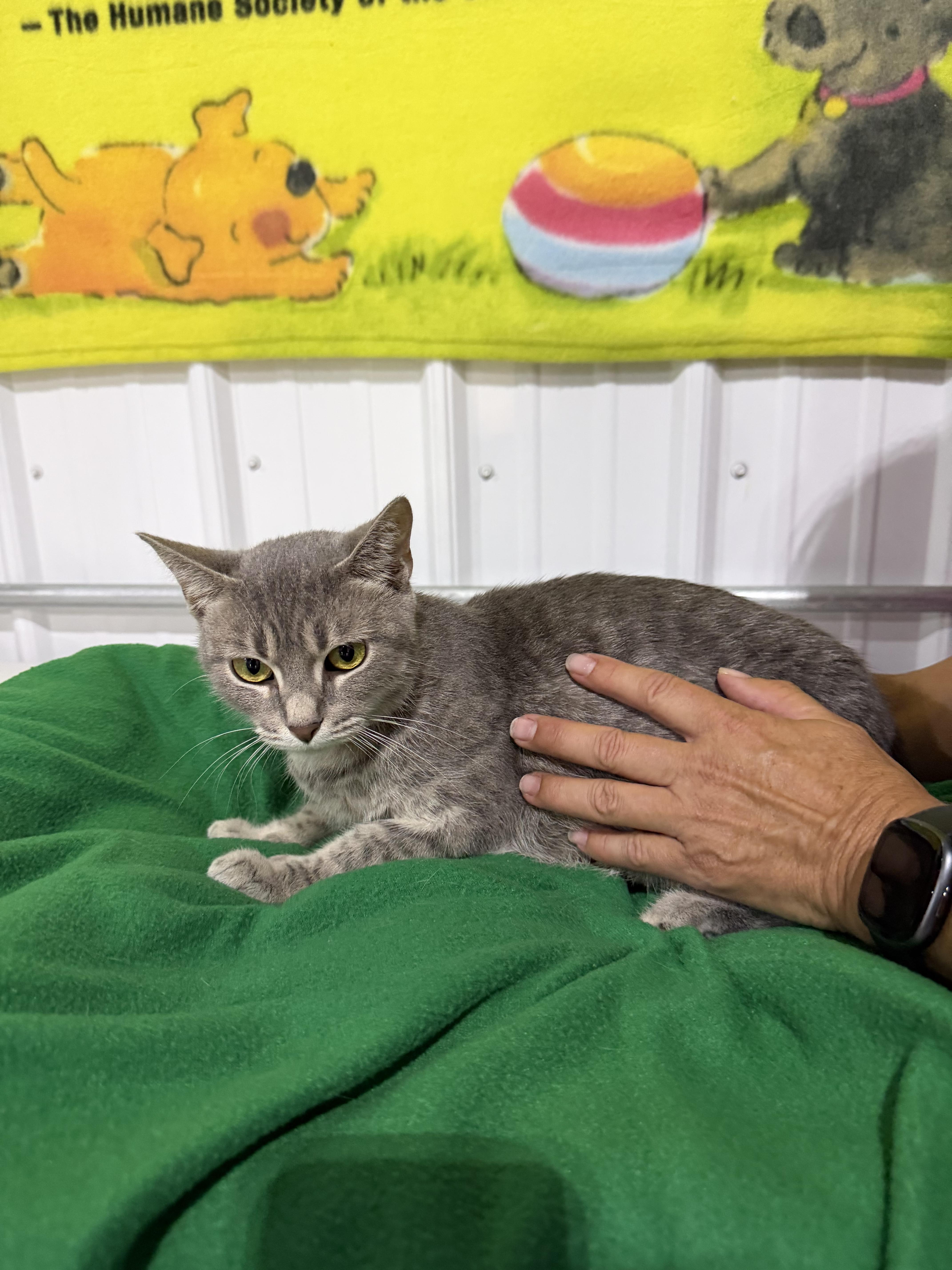 An adult medium-sized female Tabby (Gray / Blue / Silver) Domestic Short Hair cat named Miko for adoption in Batesville, IN
