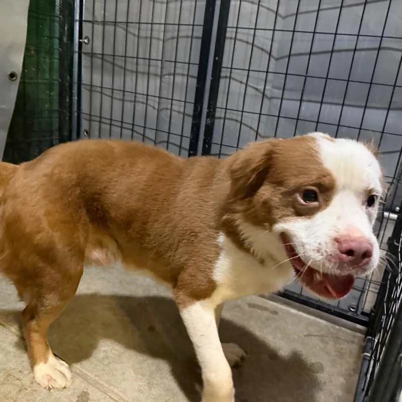 An adult medium-sized male Terrier dog named Byson for adoption in Birmingham, AL