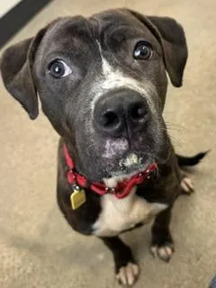 A young medium-sized female Brown / Chocolate Pit Bull Terrier dog named Avalon for adoption in Cleveland, OH