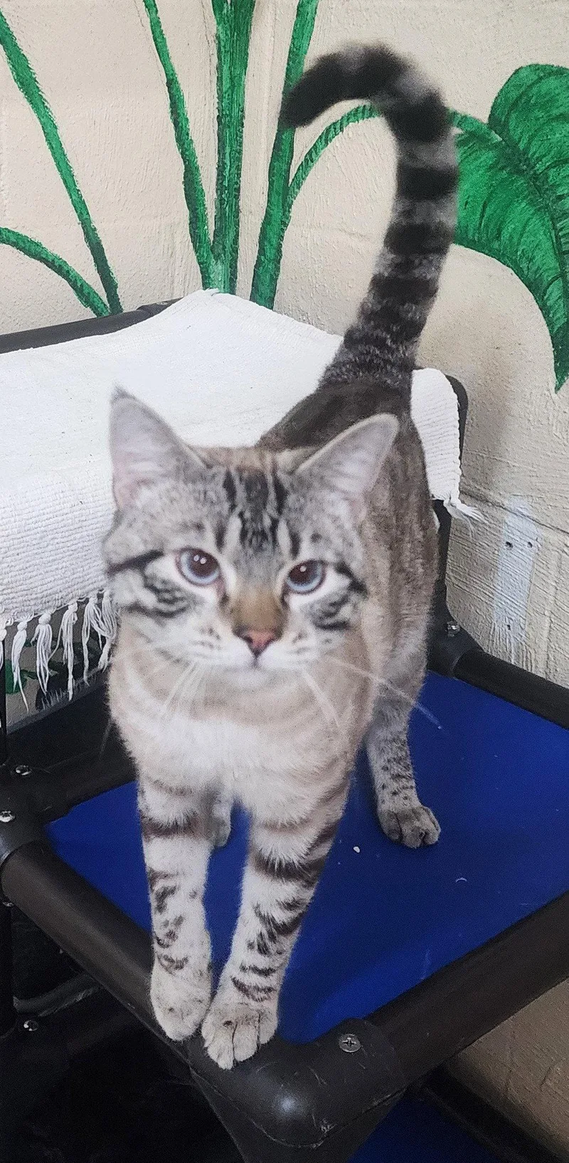 A young medium-sized male Domestic Short Hair cat named Leopold for adoption in Wetumpka, AL