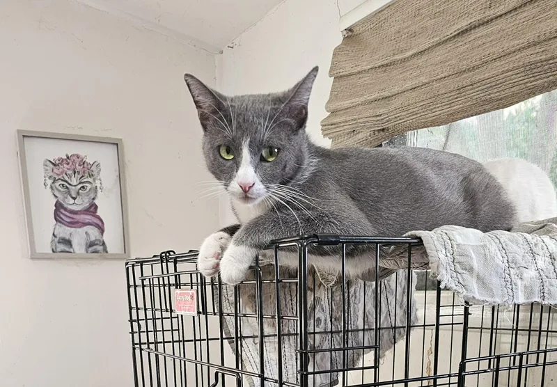 An adult medium-sized female Gray / Blue / Silver Manx cat named Esmeralda for adoption in Burbank, CA