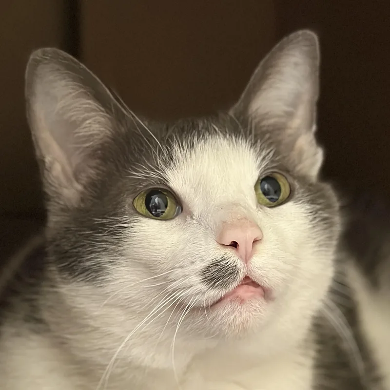 A senior medium-sized female Gray & White Domestic Short Hair cat named Linda for adoption in Victor, NY