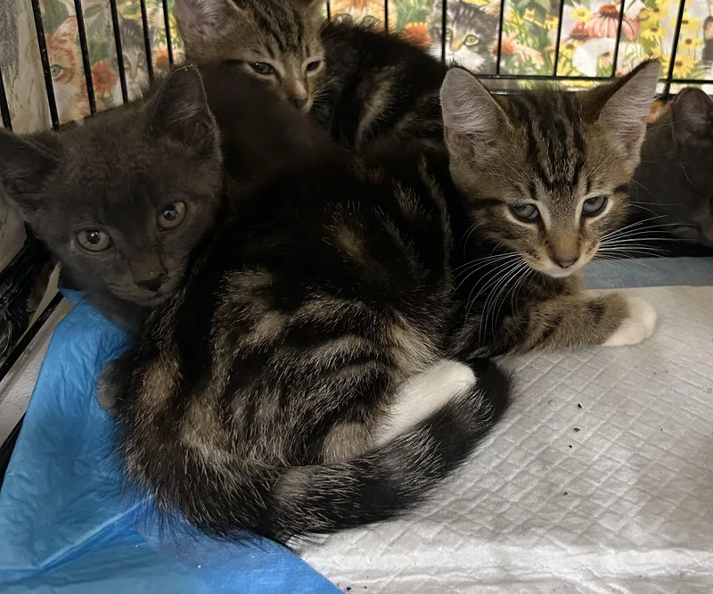 Kendrick thumbnail 2