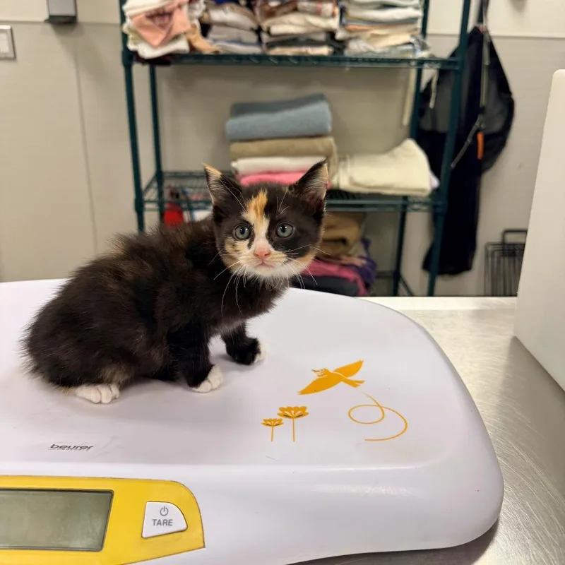 A baby small-sized female Black Domestic Short Hair cat named Bliss for adoption in Las Cruces, NM