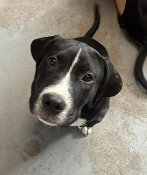 A baby medium-sized male Pit Bull Terrier dog named Rambo for adoption in Salt Lake City, UT