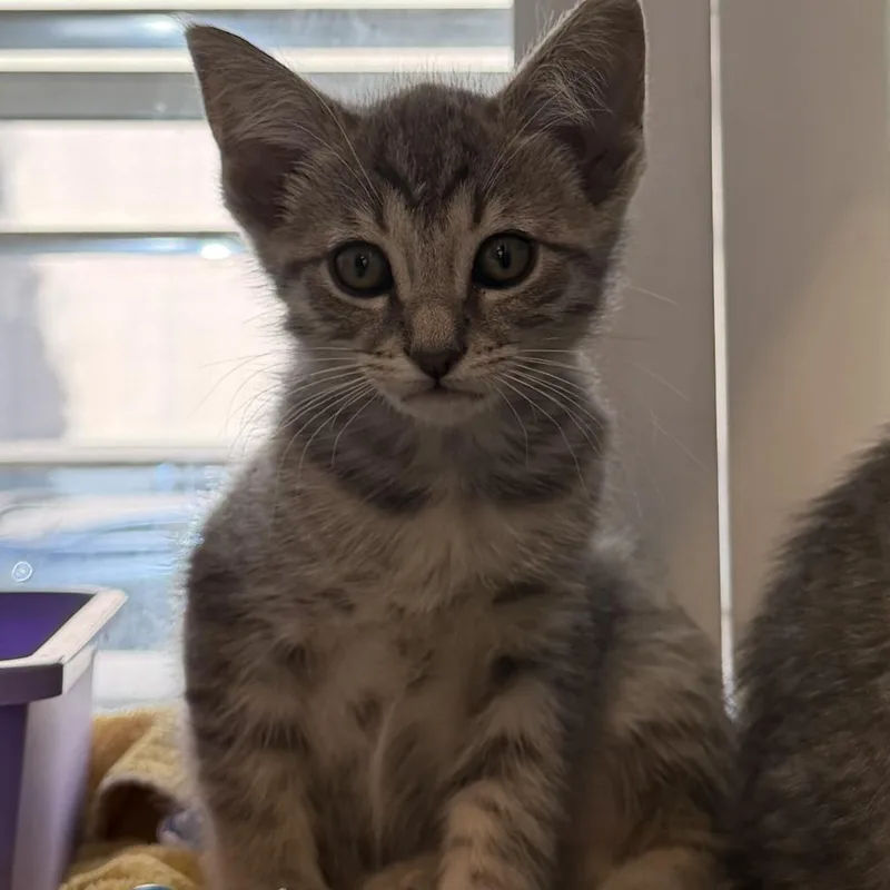 A baby small-sized female Domestic Short Hair cat named Dorothy for adoption in Los Angeles, CA