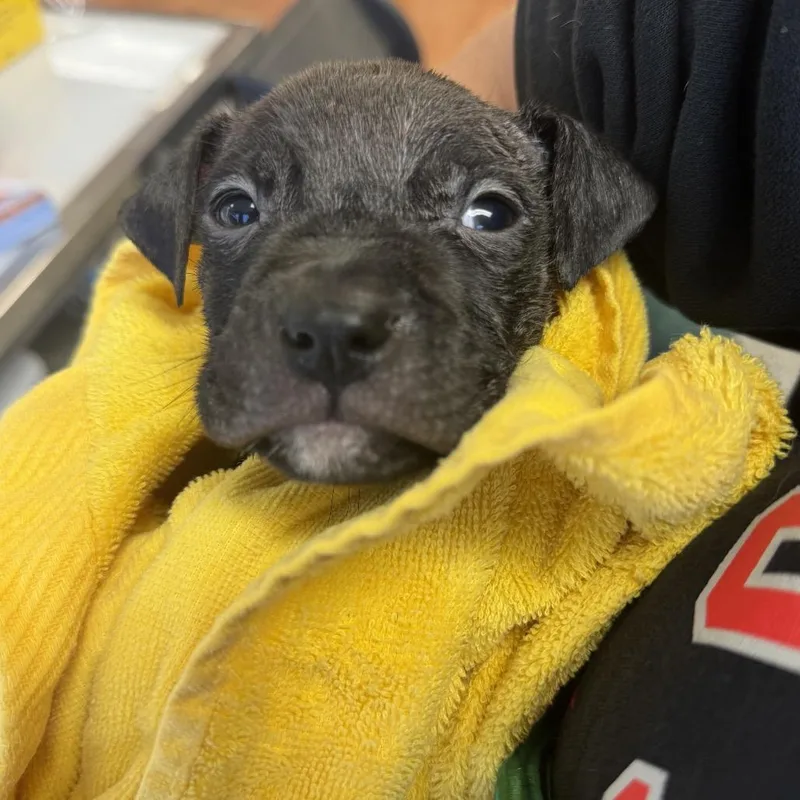 A baby small-sized male Black Mixed Breed dog named Harvest for adoption in Springboro, OH