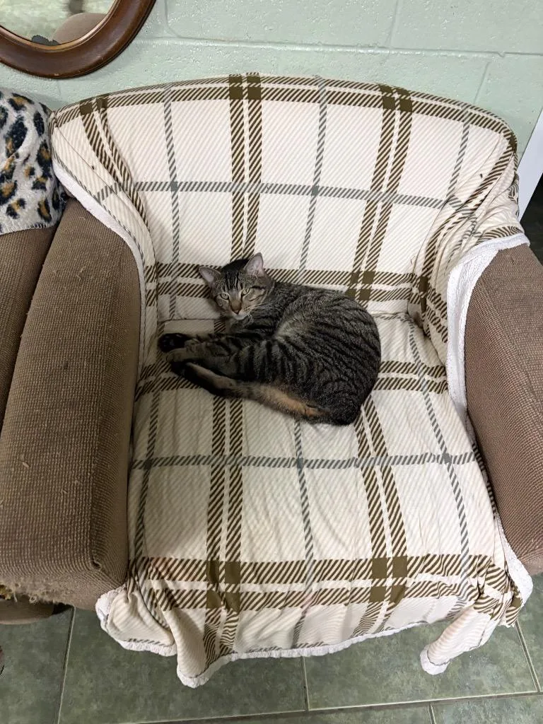 A young medium-sized male Domestic Short Hair cat named Bobby for adoption in Ada, OK