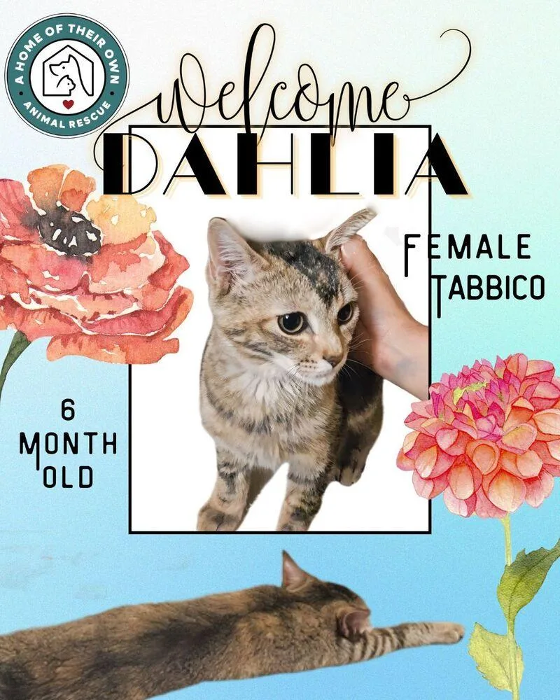 Dahlia