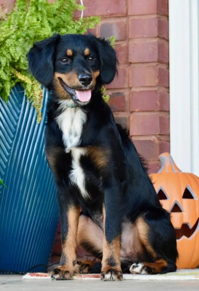 Bailey Girl thumbnail 2