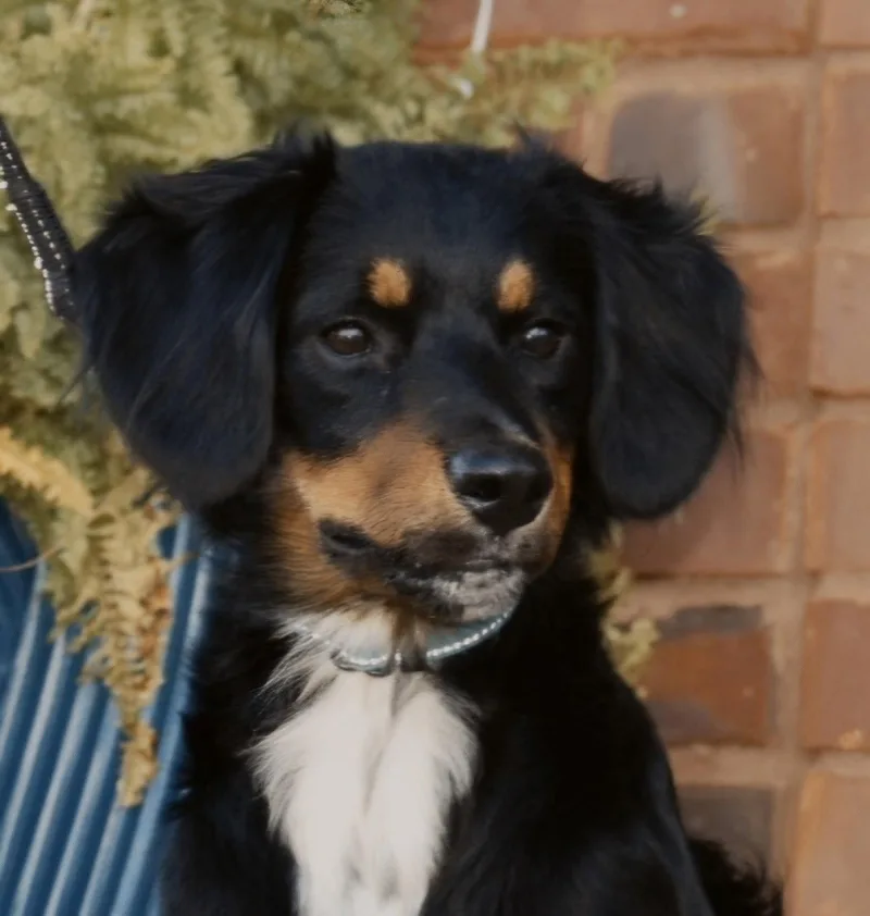Bailey Girl thumbnail 3